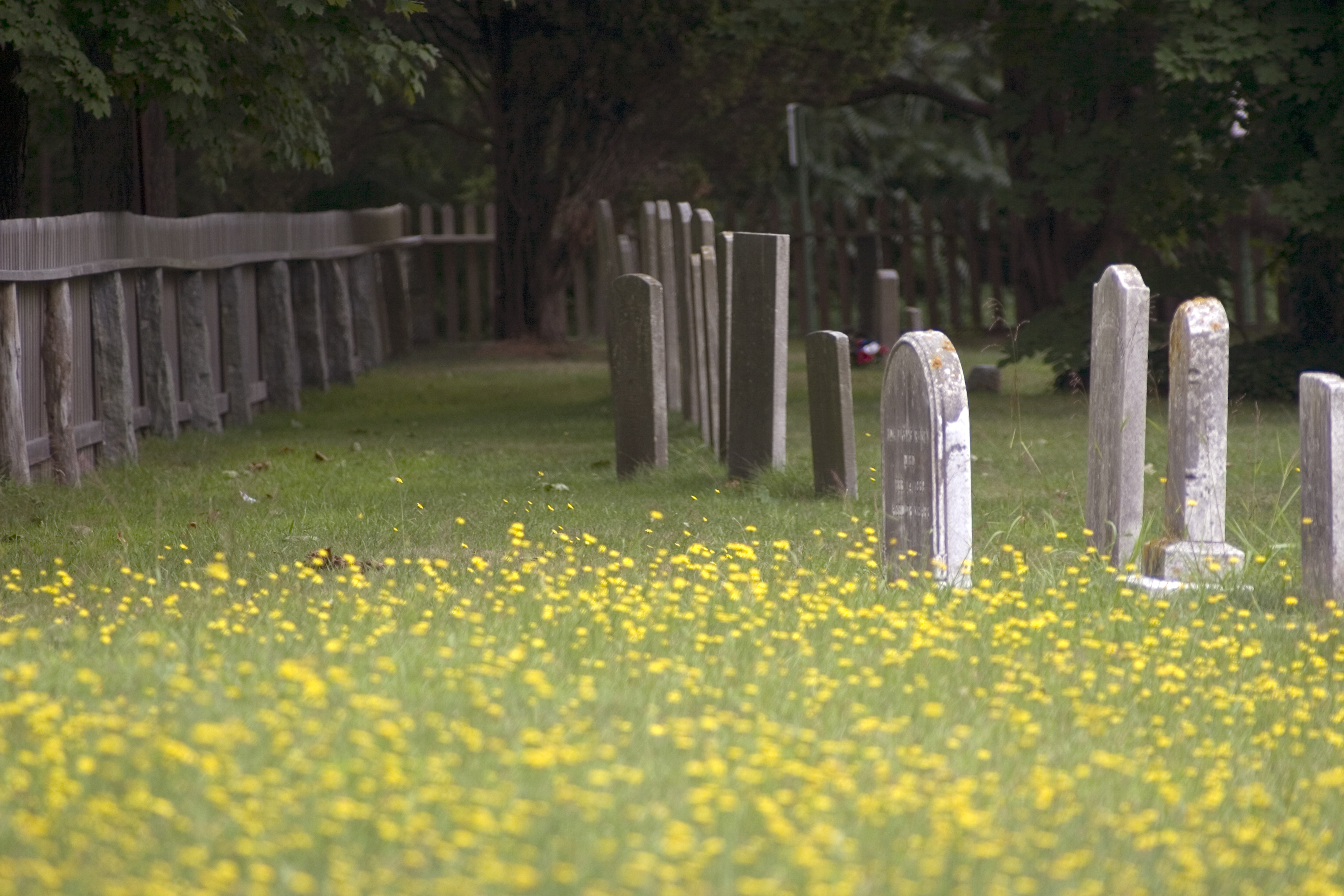 a flowery field in a graveyard